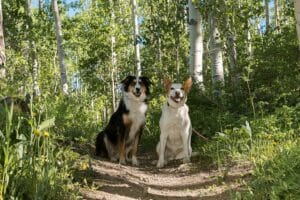 Dog-photo-shoot-in-Colorado